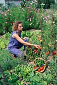 Woman harvesting tomatoes