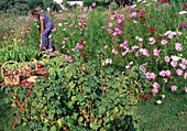 Farm garden in late summer: Cosmos (ornamental basket), currant bush (Ribes), baskets with freshly harvested vegetables, woman loosening soil (digging up)