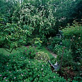 Rosa (rambler rose, climbing rose), Geranium (cranesbill)