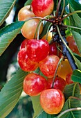 Sweet cherry 'Large princess cherry' syn. 'Napoleon'