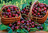 Freshly picked sweet cherries (bird cherry)