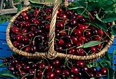 Freshly picked sweet cherries (Prunus avium) in basket