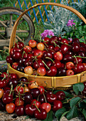 Basket with cherries