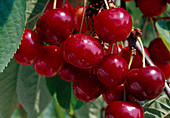 sweet cherries (Prunus avium)