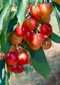 Sweet Cherry 'Great Princess Cherry' syn. 'Napoleon' (Prunus avium)