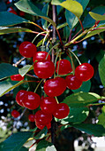 Sauerkirschen (Prunus cerasus)
