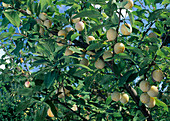 Mirabelle von Nancy' (Prunus domestica subsp. syriaca)