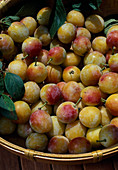 Frisch gepflückte 'Mirabelle von Nancy' ((Prunus domestica subsp syriaca)