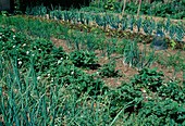 Mixed cultivation with onions (Allium cepa), strawberries (Fragaria), carrots, carrots (Daucus carota) and lettuce (Lactuca) in rows.