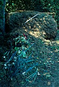 Garden waste, grass clippings and leaves on compost