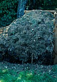 Garden waste, grass cuttings and leaves on compost