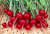 Freshly harvested radishes (Raphanus) washed clean