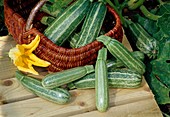 Frisch geerntete Zucchini 'Cocozelle' (Cucurbita pepo) im Korb und auf Tisch, männliche Blüte liegt daneben