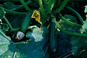 Courgette (Cucurbita pepo) in a bed with fruits and blossoms