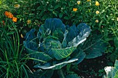 White cabbage (Brassica) between calendula (marigolds)