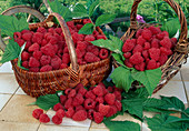 Baskets of freshly picked raspberries (Rubus)