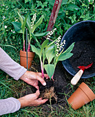 Planting Convallaria