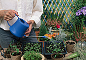 Water seedlings of vegetables and summer flowers carefully: Tomatoes (Lycopersicon), peppers (Capsicum), Lathyrus (vetches)