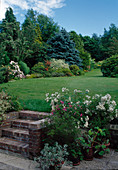 Gartenansicht: Treppe aus Klinker, Rasen, Rosa (Rosen), Sträucher, Koniferen, Bäume