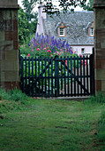 Blick durch geschlossenes Gartentor auf Beet mit Delphinium (Rittersporn) und Paeonia (Pfingstrosen), dahinter Haus