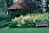 Holzbank am Beet mit Aruncus (Wald-Geissbart), Buxus (Buchs) Kugel und Hecke, Prunus cerasifera 'Nigra' (Blutpflaume) vor Gartenhaus mit Hedera (Efeu)