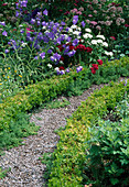 Gravel path between herbaceous borders with Buxus (box), Campanula persicifolia (bellflowers) and Dianthus barbatus (bearded carnations)