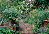 Path in the garden, Artemisia in terracotta pots