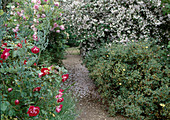 Path in garden