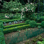 Formal cottage garden: vegetable beds with Buxus (box) hedges as borders, Rosa (roses, climbing roses), red cabbage (brassica), leek (Allium porrum)