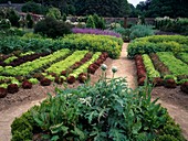 Schaugarten mit Salaten in Reihe farblich abgestimmt, Artischocken (Cynara scolymus), Alchemilla (Frauenmantel), Sauerampfer (Rumex acetosa)