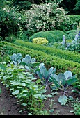 Bauerngarten: Beete mit Sommerblumen, Rotkohl (Brassica), Stauden, Hecken aus Buxus (Buchs) und Rosa (Rosen)