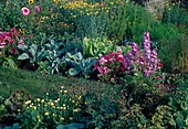 Cottage garden: Broccoli (Brassica), Lettuce (Lactuca), Delphinium (Larkspur), Godetia (Summer azaleas)