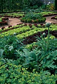 Formaler Garten, Beete gestaltet mit verschieden farbigen Salaten (Lactuca), mittig Rundbeet mit Buxus (Buchs) als Einfassung und Artischocken (Cynara scolymus)