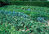 Bauerngarten: Melonen (Cucumis melo), Zucchini (Cucurbita pepo), Kohl (Brassica), Bohnen (Phaseolus)