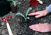 Planting pre-cultivated young plants of artichokes (Cynara scolymus)