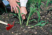 Woman removes too densely emerged and weak young plants of sweet corn