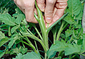 Stingy shoots remove tomatoes