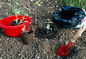 Plant pre-cultivated young plants of Antirrhinum (snapdragon) in the bed