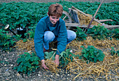 Woman mulches strawberries (Fragaria) with straw so that the fruits do not lie on the ground and rot