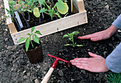 Planting pre-grown young pepper plants (Capsicum annuum)
