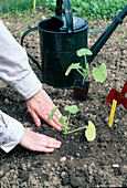 Cucumber (Cucumis) pre-grown seedlings to transplant