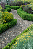 Weg aus Steckkiesel-Pflaster zwischen Kräuterbeeten, Beete eingefasst mit Buxus (Buchs-Hecken), blühendes Heiligenkraut (Santolina) und Purpur-Salbei (Salvia purpurascens)