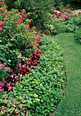Path in the garden, Fuchsia, Begonia, Vinca Major