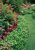 Weg Im Garten, Fuchsia, Begonia, Vinca Major