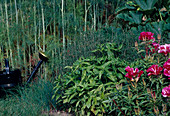 Herb garden: basil (Ocimum basilicum), chives (Allium schoenoprasum), savory (Satureja) and Godetia (Atlas flower)