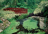 Rote Brücke im Japangarten