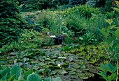 Overgrown pond with water lilies and floating plants