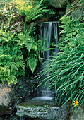 Waterfall between ferns and Hemerocallis (daylily)