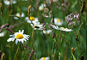 Spring meadow with Leucanthemum vulgare (daisies)