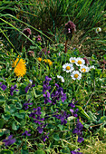 Viola odorata (scented violet) with Bellis perennis (daisy), Taraxacum (dandelion) and Lamium (dead-nettle)
